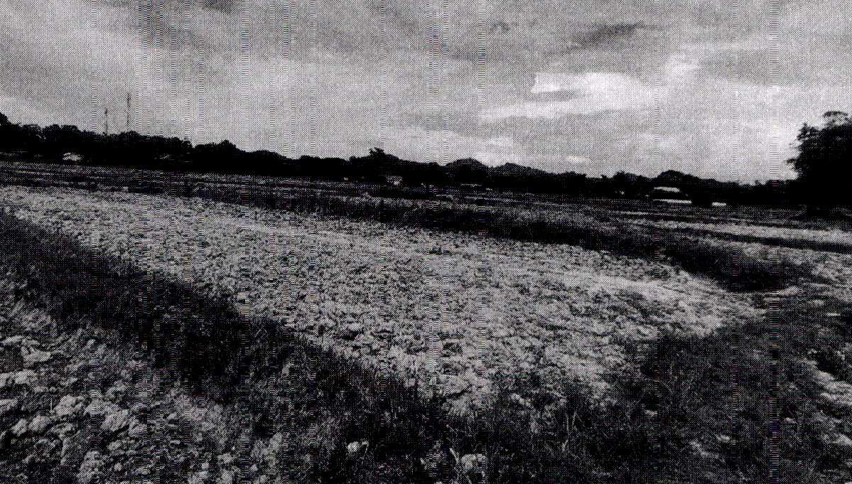 รูปที่ดินว่างเปล่า เมืองจัง เมืองน่าน น่าน