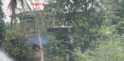 รูปที่ดินพร้อมสิ่งปลูกสร้าง วังงิ้ว ดงเจริญ พิจิตร