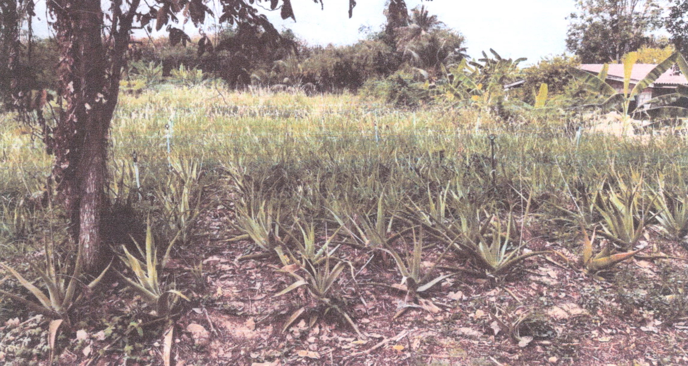 รูปที่ดินว่างเปล่า ทับใต้ หัวหิน ประจวบคีรีขันธ์