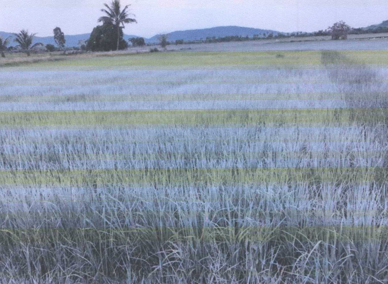 รูปที่ดินว่างเปล่า ดอน ปะนาเระ ปัตตานี