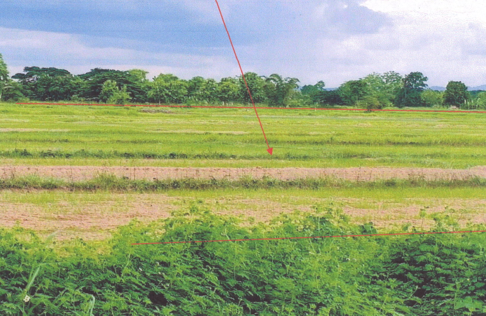 รูปที่ดินว่างเปล่า แม่กา เมืองพะเยา พะเยา