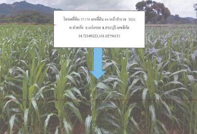 รูปที่ดินว่างเปล่า ท่าคล้อ แก่งคอย สระบุรี