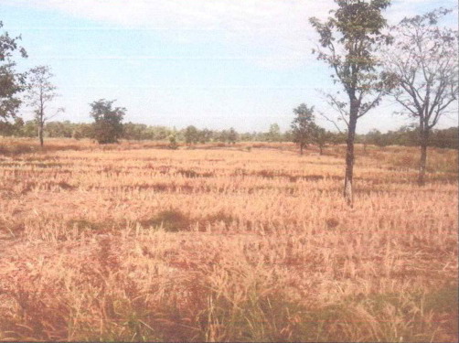 รูปที่ดินว่างเปล่า ท่าศิลา ส่องดาว สกลนคร
