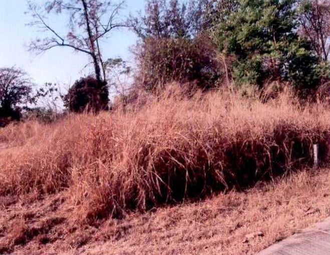 รูปที่ดินพร้อมสิ่งปลูกสร้าง โพธิ์กลาง เมืองนครราชสีมา นครราชสีมา
