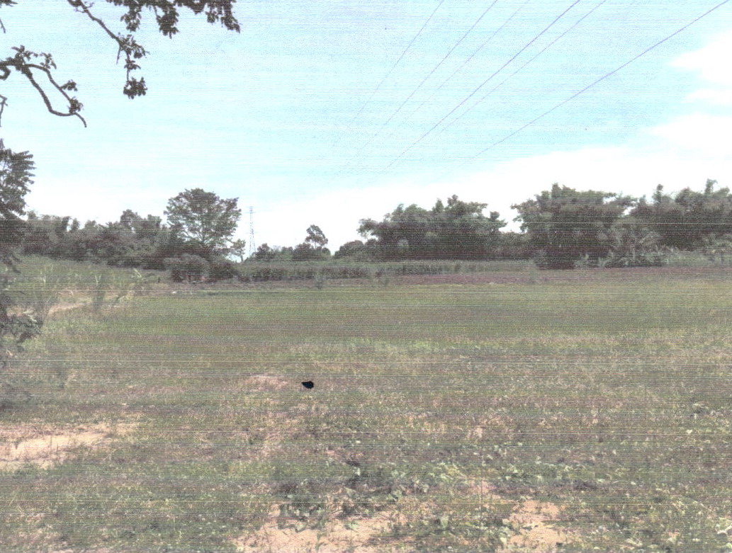 รูปที่ดินว่างเปล่า โคกสะอาด หนองบัวระเหว ชัยภูมิ