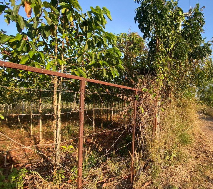 รูปที่ดินว่างเปล่า บก โนนคูณ ศรีสะเกษ