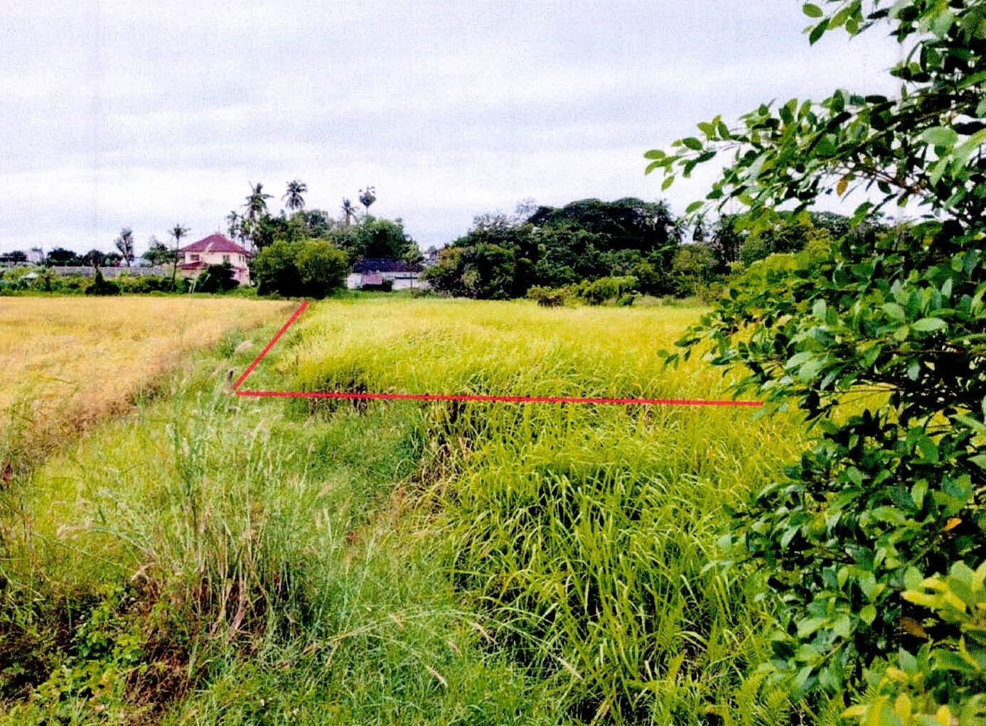 รูปที่ดินว่างเปล่า โพธิ์ เมืองศรีสะเกษ ศรีสะเกษ