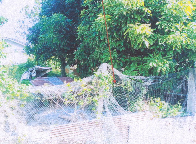 รูปที่ดินว่างเปล่า ปง ปง พะเยา