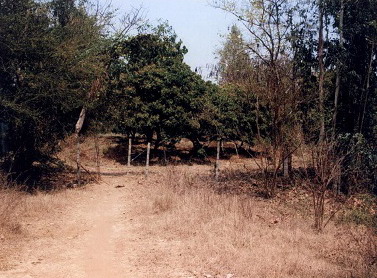 รูปที่ดินว่างเปล่า บ้านกลาง เมืองลำพูน ลำพูน