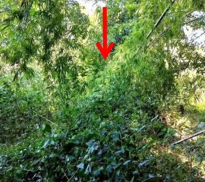 รูปที่ดินว่างเปล่า หนองทันน้ำ กุดข้าวปุ้น อุบลราชธานี