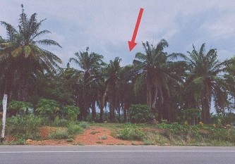 รูปที่ดินว่างเปล่า บางสน ปะทิว ชุมพร