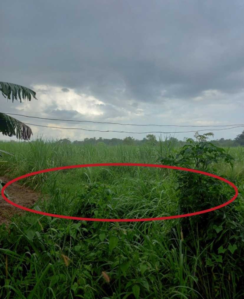 รูปที่ดินว่างเปล่า หนองหว้า เมืองหนองบัวลำภู หนองบัวลำภู