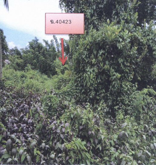 รูปที่ดินว่างเปล่า พังขว้าง เมืองสกลนคร สกลนคร