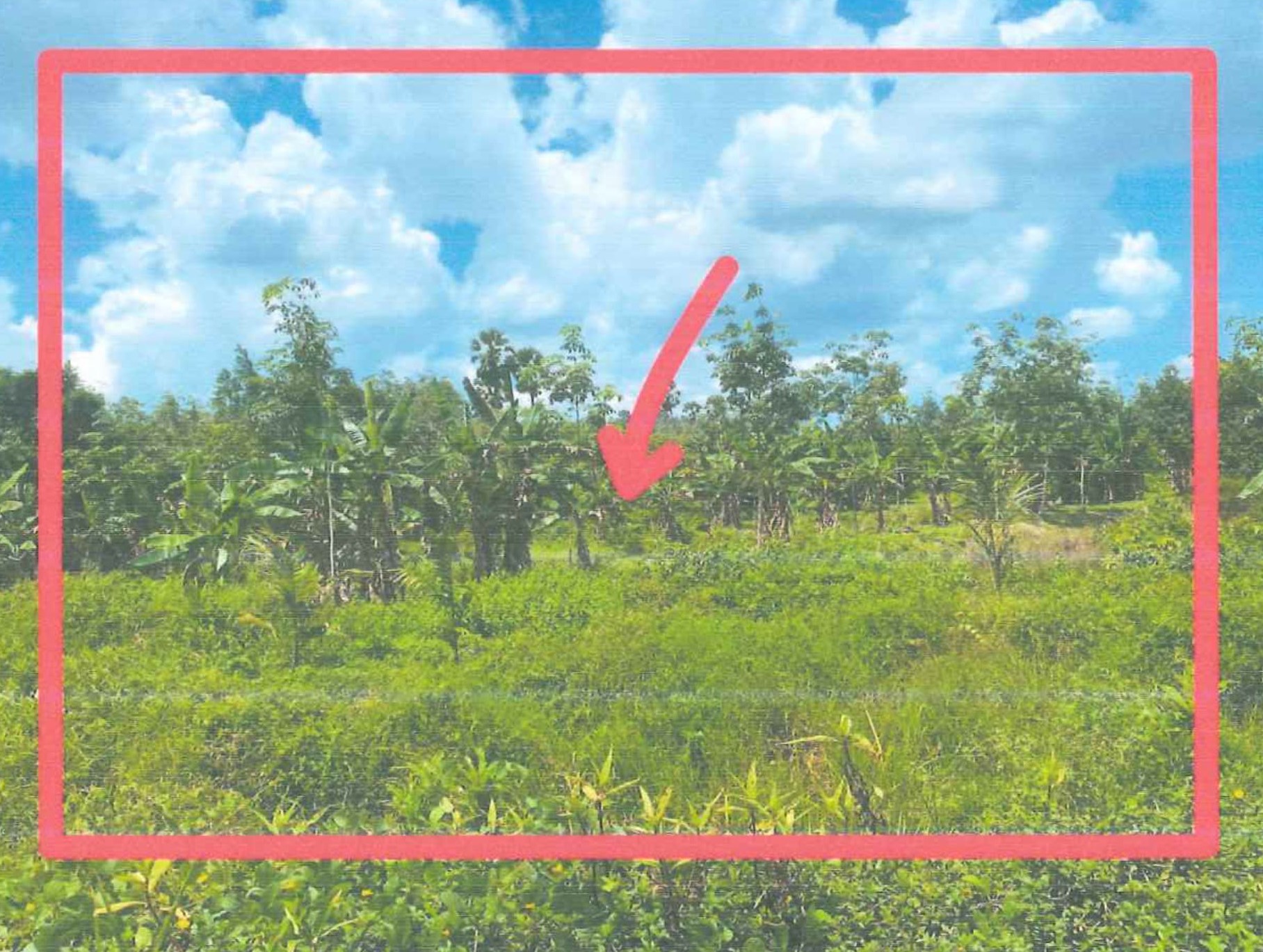 รูปที่ดินว่างเปล่า ปานัน มายอ ปัตตานี