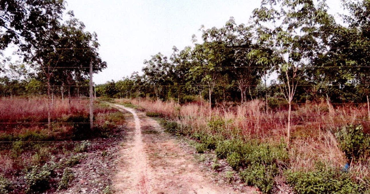 รูปที่ดินว่างเปล่า หนองหมี กุดชุม ยโสธร
