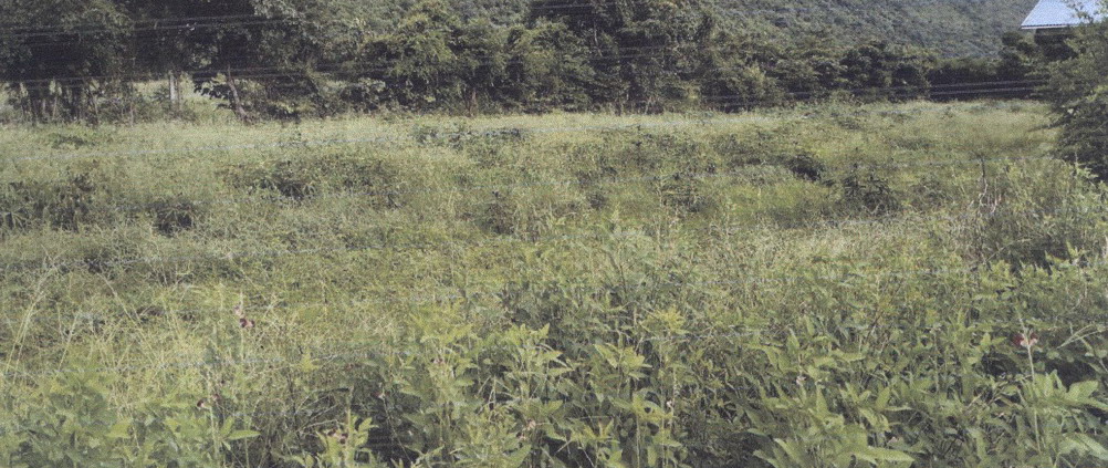 รูปที่ดินว่างเปล่า เพนียด โคกสำโรง ลพบุรี
