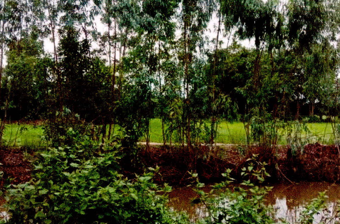 รูปที่ดินว่างเปล่า หนองฉลอง ขุขันธ์ ศรีสะเกษ
