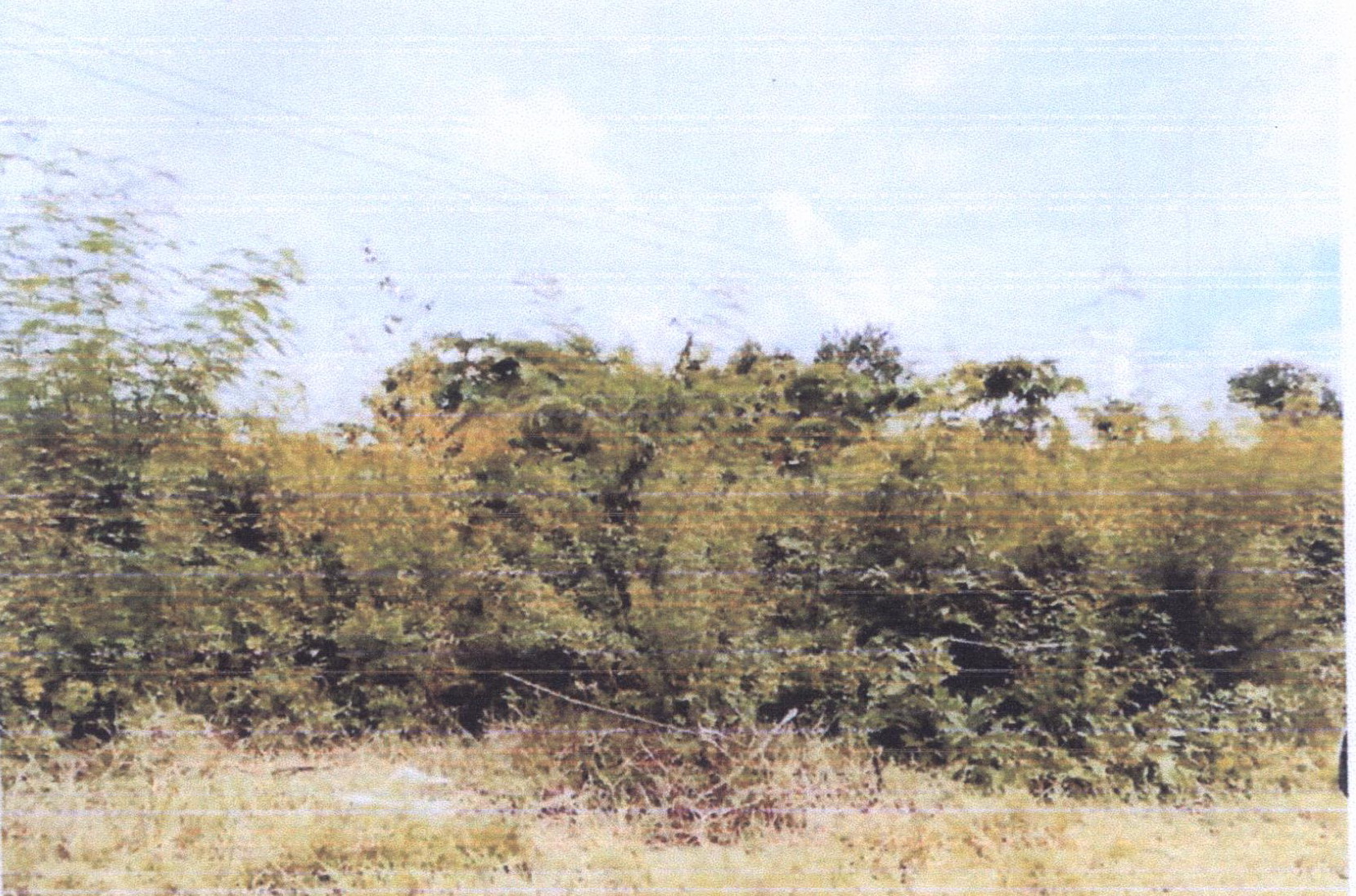 รูปที่ดินว่างเปล่า หลุมข้าว โคกสำโรง ลพบุรี