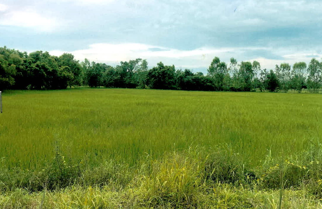 รูปที่ดินว่างเปล่า พนา พนา อำนาจเจริญ