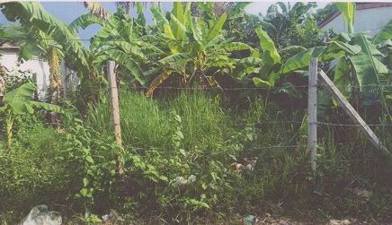 รูปที่ดินว่างเปล่า บ่อน้ำร้อน กันตัง ตรัง