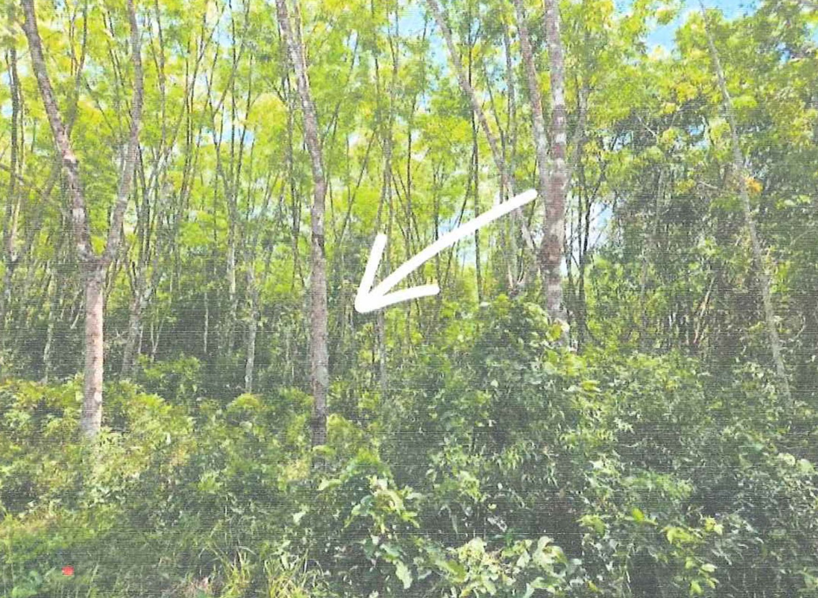 รูปที่ดินว่างเปล่า สาคอบน มายอ ปัตตานี