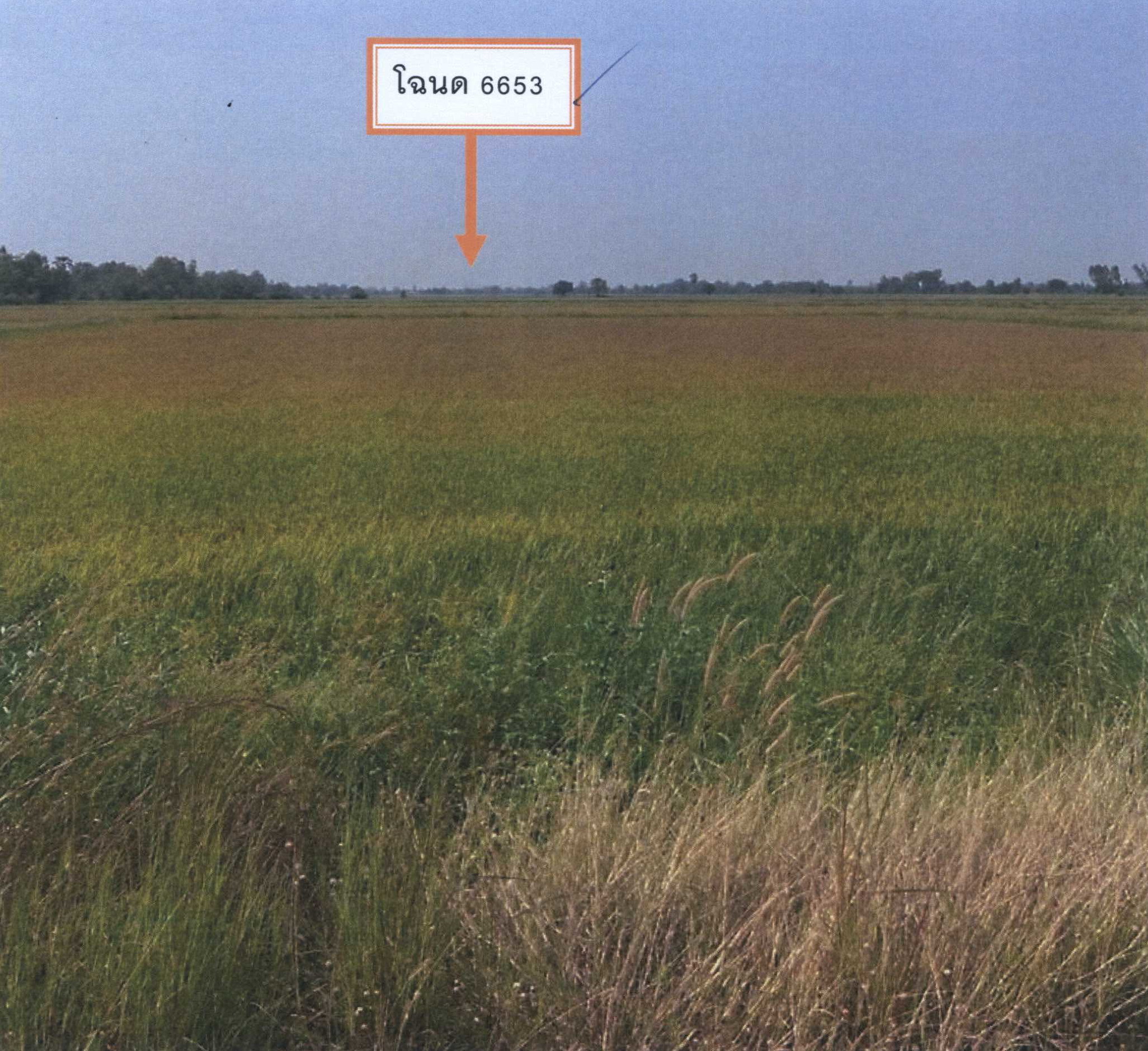 รูปที่ดินว่างเปล่า จำป่าหวาย เมืองพะเยา พะเยา
