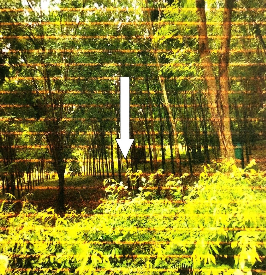 รูปที่ดินว่างเปล่า หนองจิก คีรีมาศ สุโขทัย