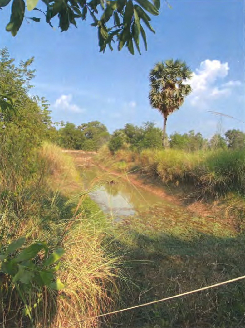 รูปที่ดินว่างเปล่า หนองแก้ว ประจันตคาม ปราจีนบุรี