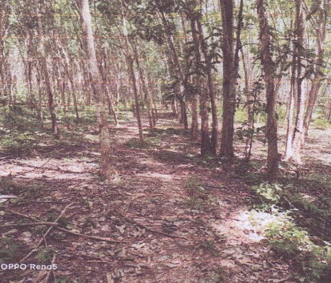 รูปที่ดินว่างเปล่า เกาะศรีบอยา เหนือคลอง กระบี่