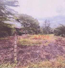 รูปที่ดินว่างเปล่า ลำภูรา ห้วยยอด ตรัง