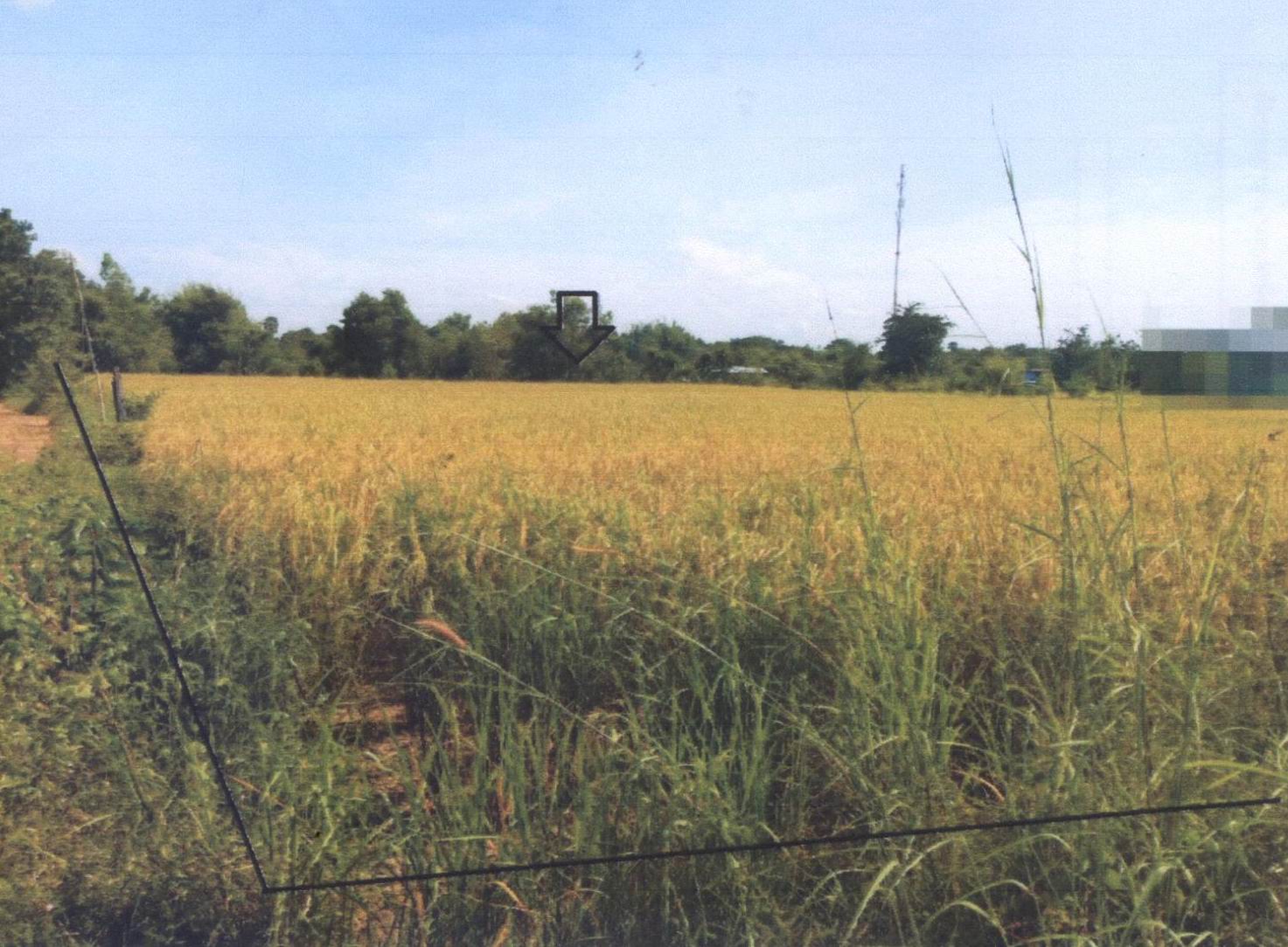 รูปที่ดินว่างเปล่า กุศกร ตระการพืชผล อุบลราชธานี