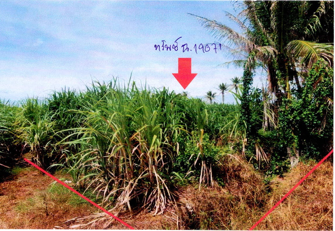 รูปที่ดินว่างเปล่า รางหวาย พนมทวน กาญจนบุรี