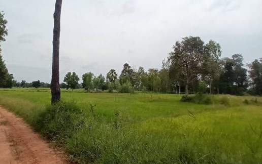 รูปที่ดินว่างเปล่า ศรีสุข กันทรวิชัย มหาสารคาม