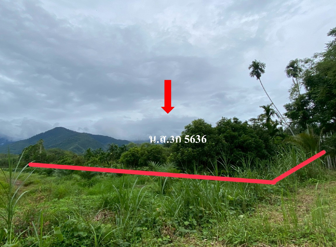 รูปที่ดินว่างเปล่า ละอาย ฉวาง นครศรีธรรมราช