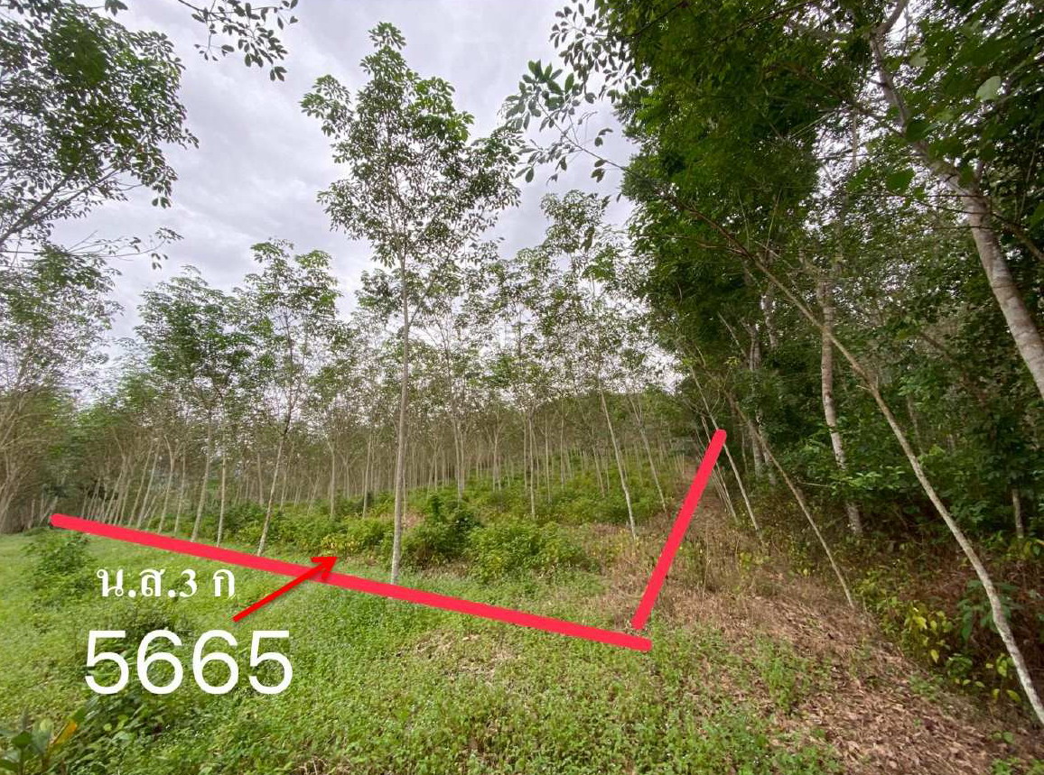 รูปที่ดินว่างเปล่า ละอาย ฉวาง นครศรีธรรมราช