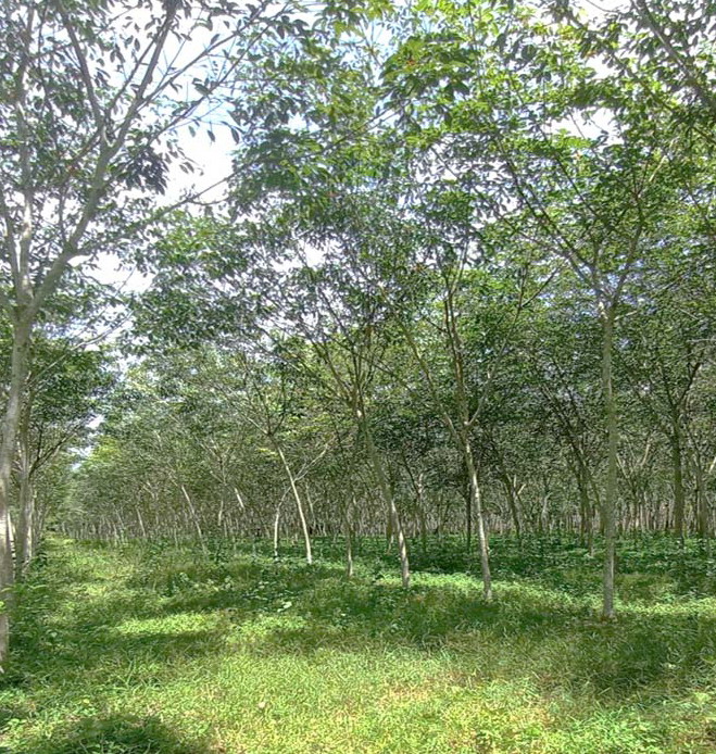 รูปที่ดินว่างเปล่า ทุ่งสง นาบอน นครศรีธรรมราช