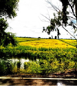 รูปที่ดินว่างเปล่า ไผ่สิงห์ ชุมแสง นครสวรรค์