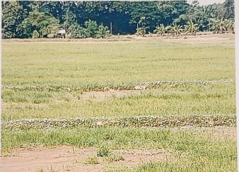 รูปที่ดินว่างเปล่า โพนทอง โพธิ์ตาก หนองคาย