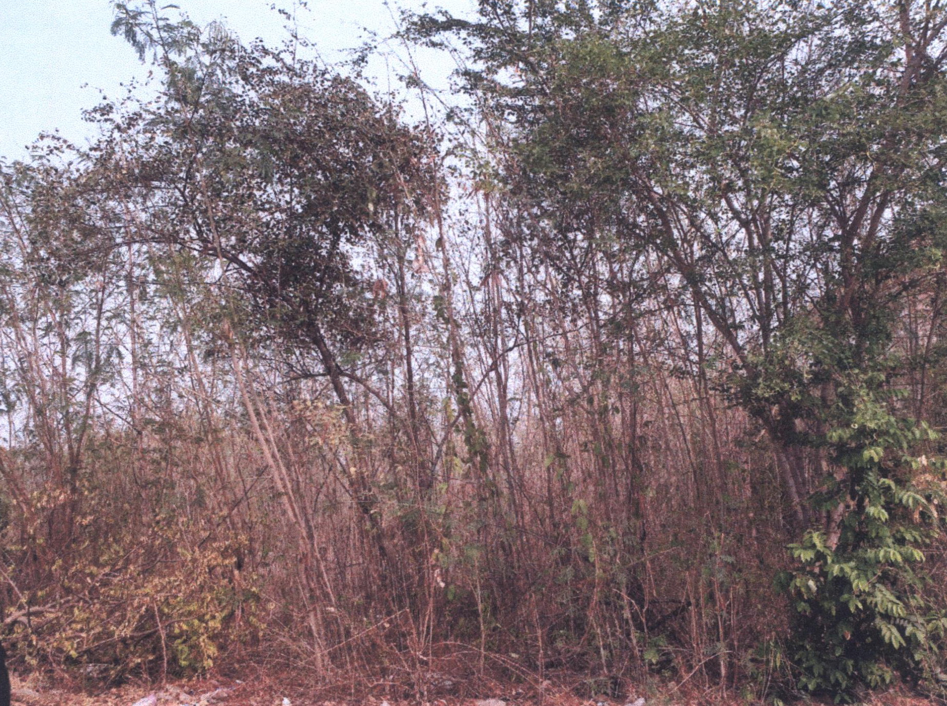 รูปที่ดินว่างเปล่า ท่าแค เมืองลพบุรี ลพบุรี