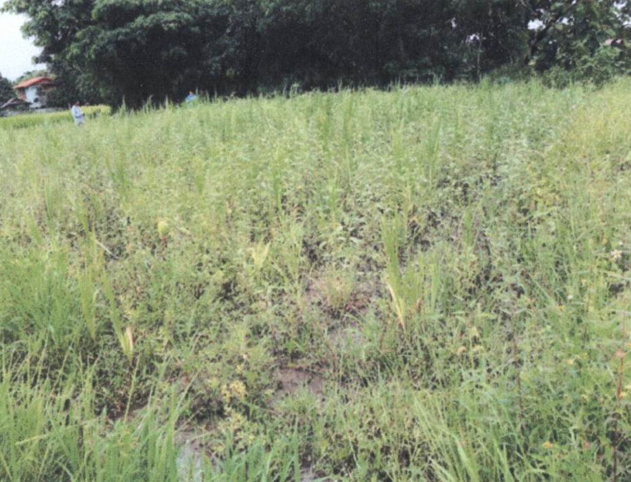 รูปที่ดินว่างเปล่า วังธง เมืองแพร่ แพร่