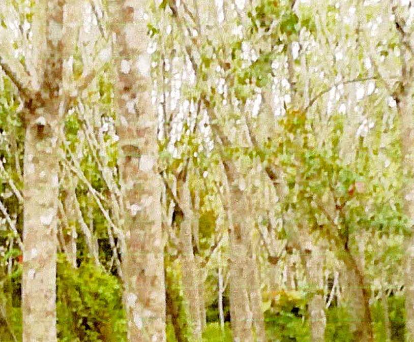 รูปที่ดินว่างเปล่า มะนังดาลำ สายบุรี ปัตตานี