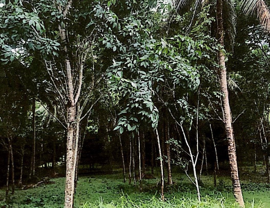 รูปที่ดินว่างเปล่า บางนอน เมือง ระนอง