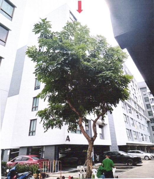 รูปห้องชุด บางนา บางนา กรุงเทพมหานคร