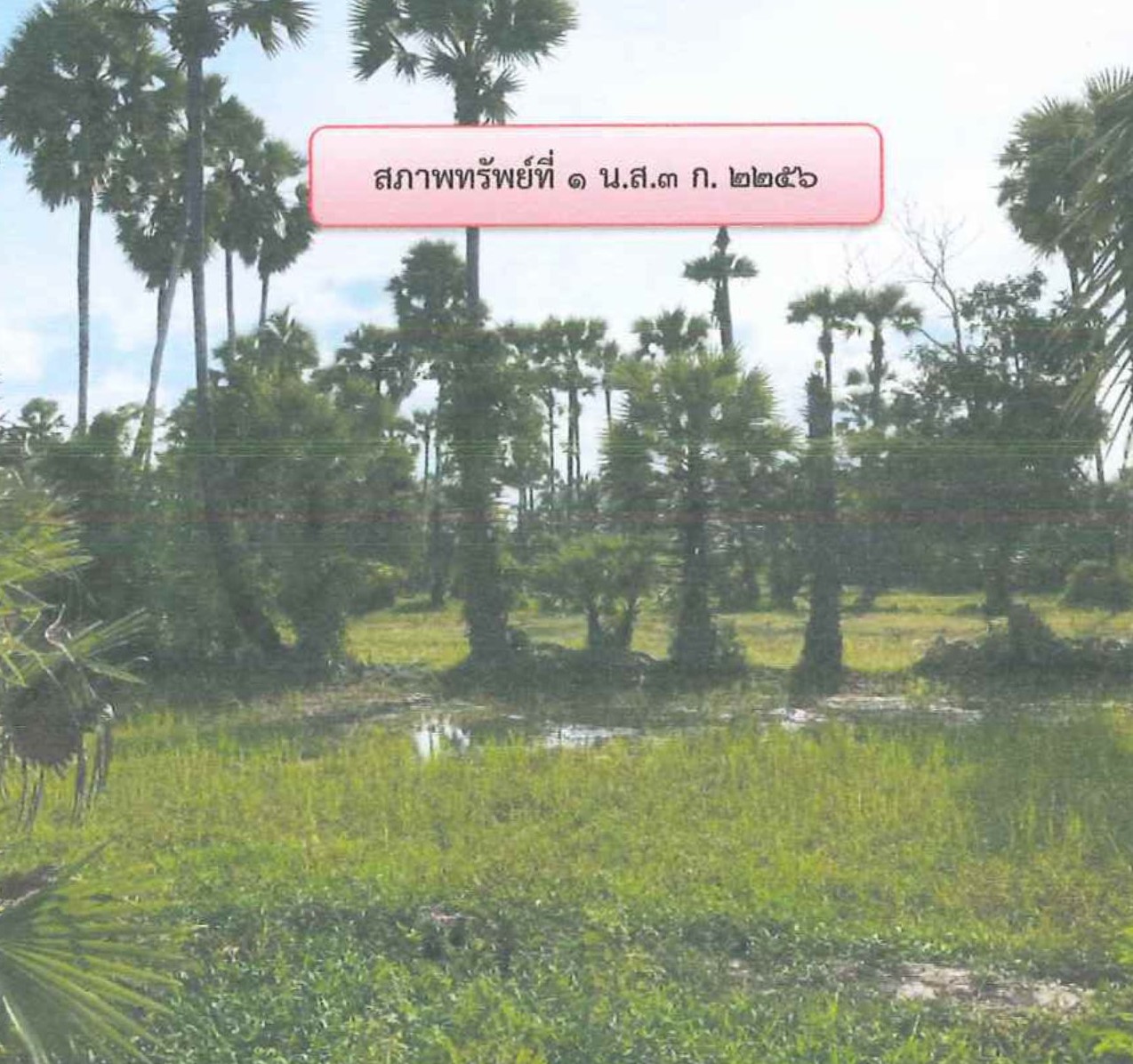 รูปที่ดินว่างเปล่า บ้านนอก ปะนาเระ ปัตตานี
