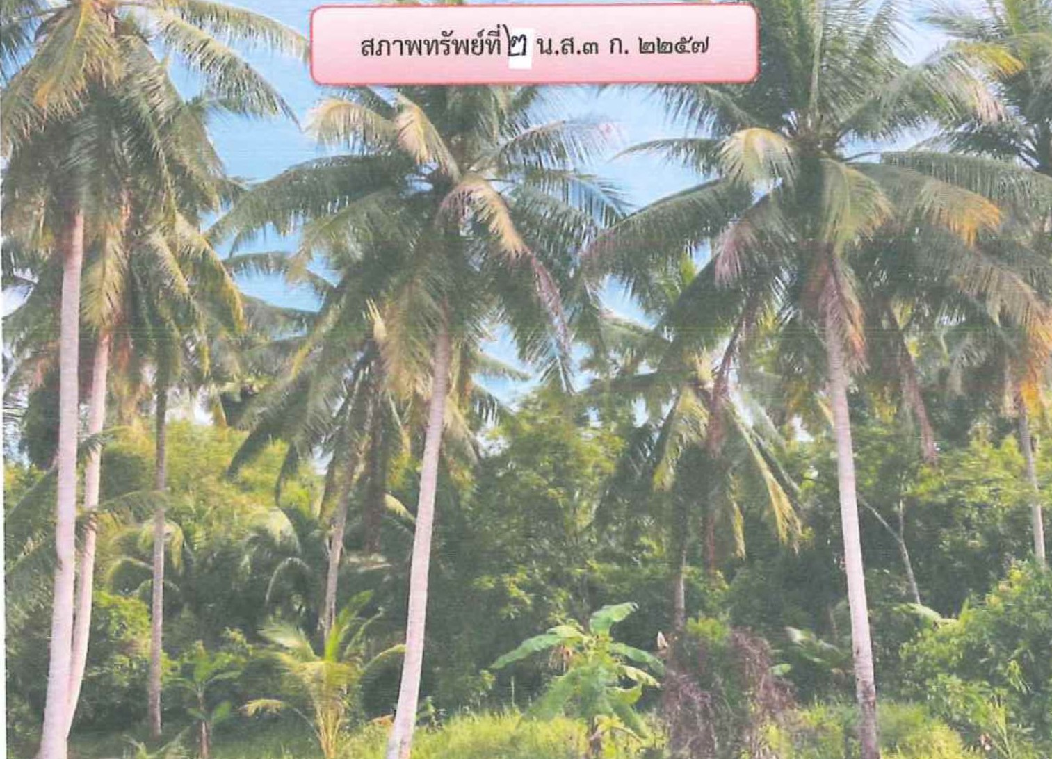 รูปที่ดินว่างเปล่า บ้านนอก ปะนาเระ ปัตตานี
