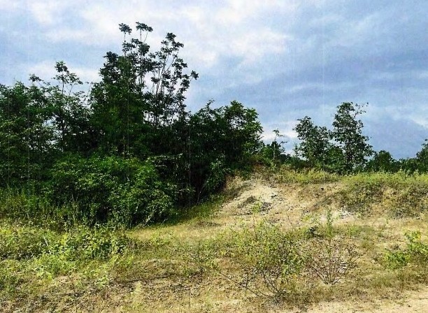รูปที่ดินว่างเปล่า วังจันทร์ สามเงา ตาก