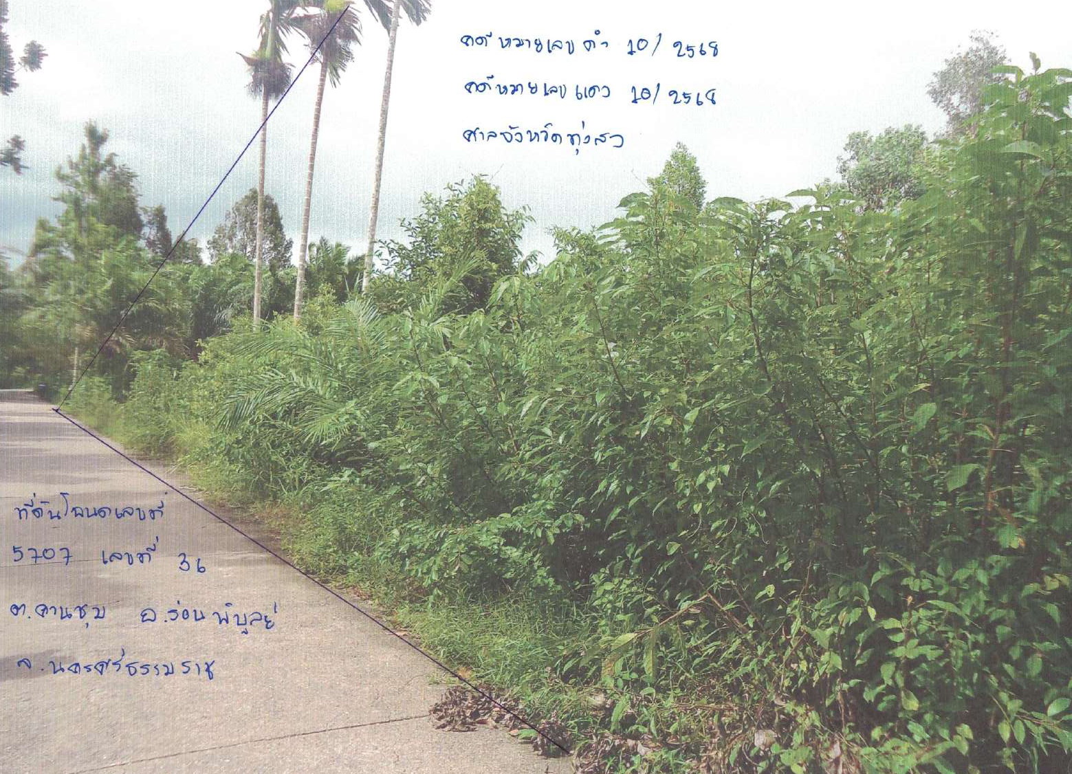 รูปที่ดินว่างเปล่า ควนชุม ร่อนพิบูลย์ นครศรีธรรมราช
