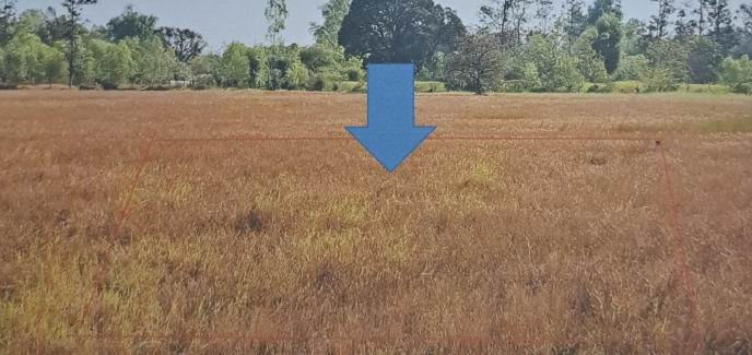 รูปที่ดินว่างเปล่า แก่งโดม สว่างวีระวงศ์ อุบลราชธานี