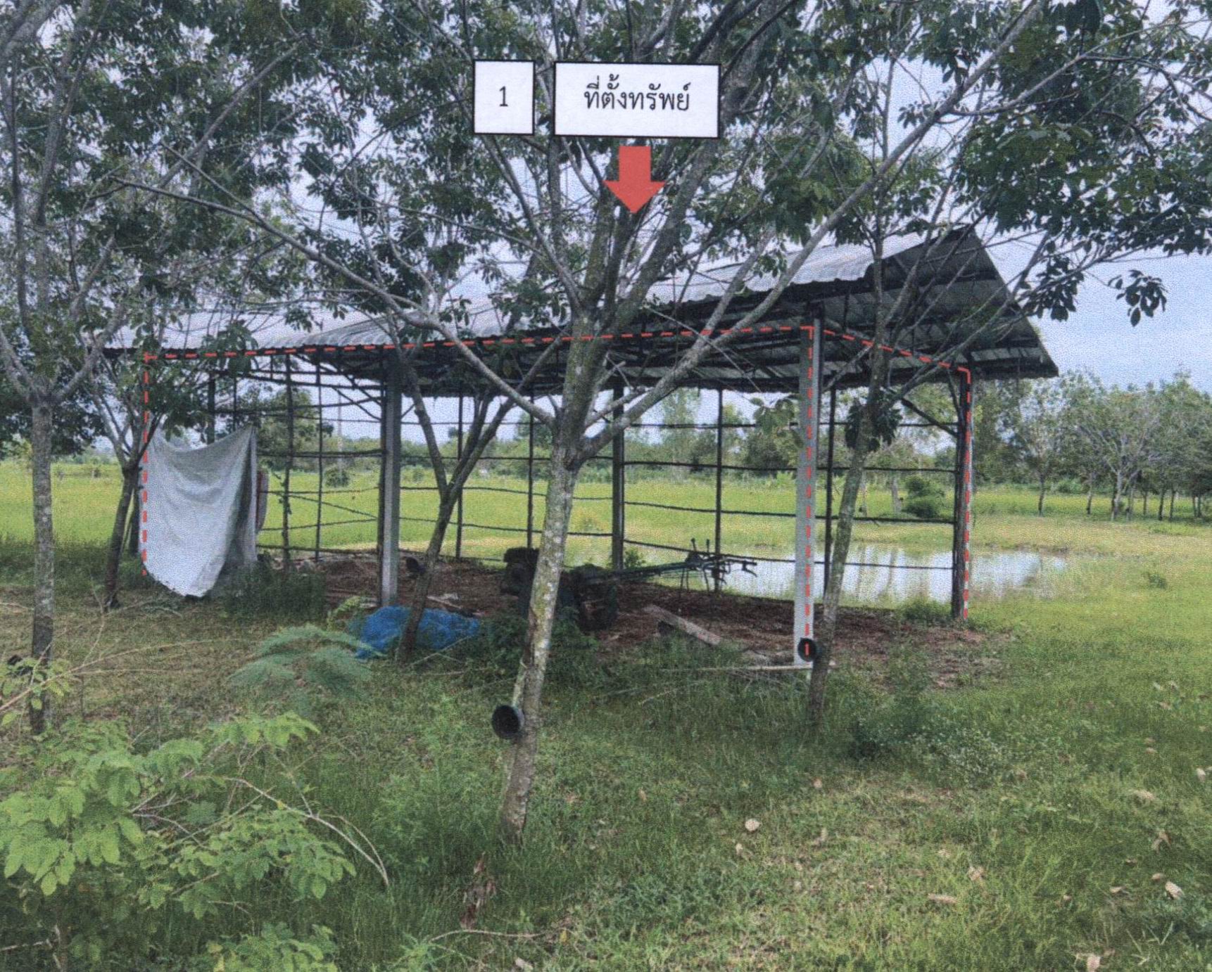 รูปที่ดินพร้อมสิ่งปลูกสร้าง เกาะแก้ว(สำโรงทาบ) สำโรงทาบ สุรินทร์