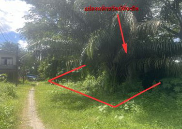 รูปที่ดินพร้อมสิ่งปลูกสร้าง โพธิ์เสด็จ เมืองนครศรีธรรมราช นครศรีธรรมราช